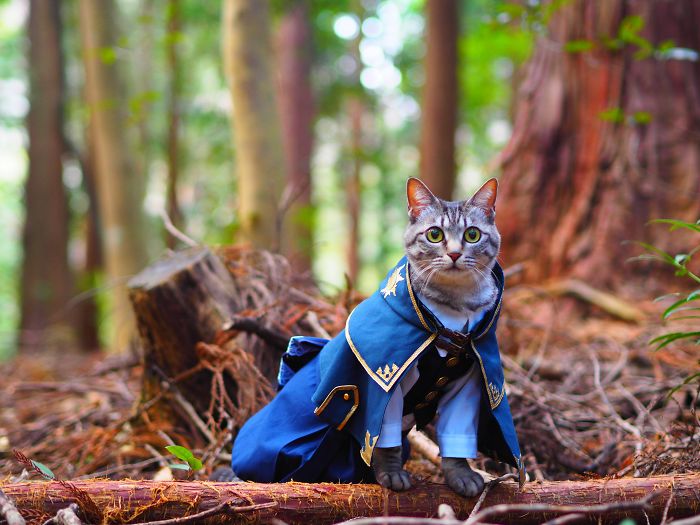 Cats-Anime-Costumes-Yagyouneko-Japan