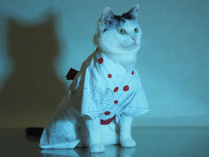 Cats-Anime-Costumes-Yagyouneko-Japan