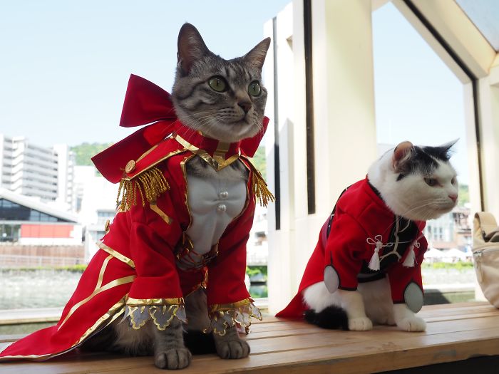 Cats-Anime-Costumes-Yagyouneko-Japan