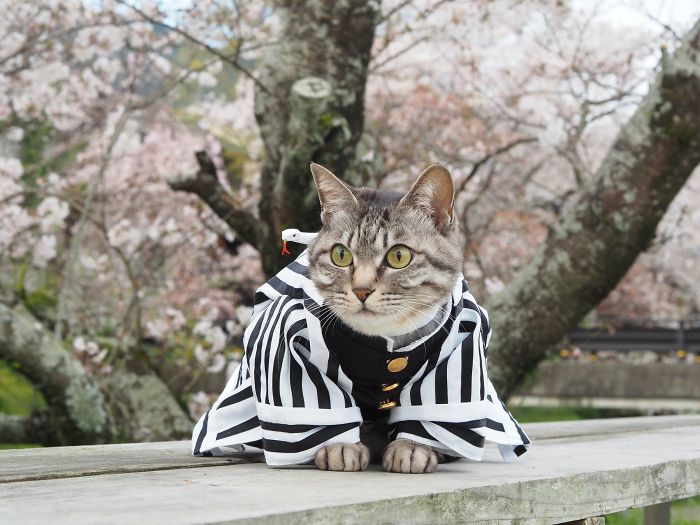 Cats-Anime-Costumes-Yagyouneko-Japan