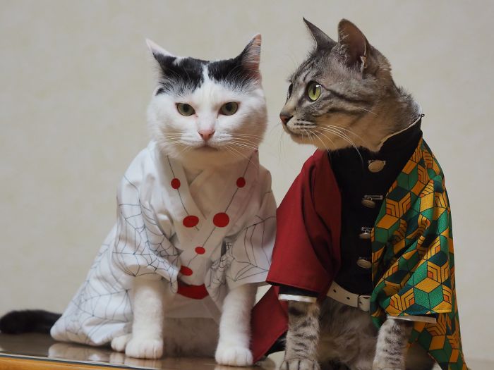 Cats-Anime-Costumes-Yagyouneko-Japan