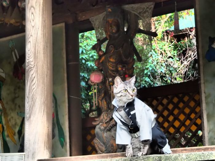 Cats-Anime-Costumes-Yagyouneko-Japan