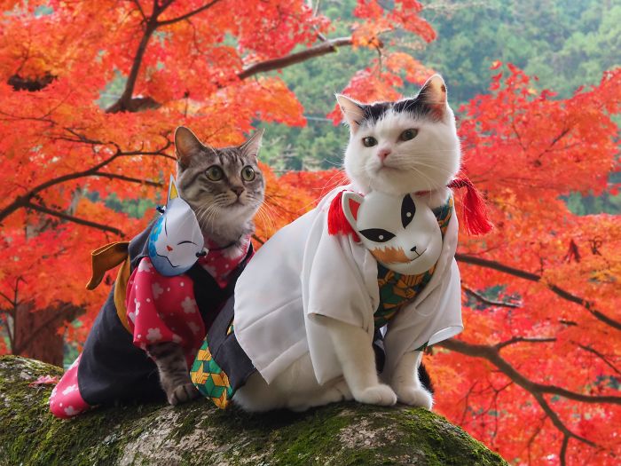 Cats-Anime-Costumes-Yagyouneko-Japan