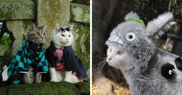 On His Free Time, This Guy Makes Anime Costumes For His Cats And Here Are 35 Of The Coolest Ones