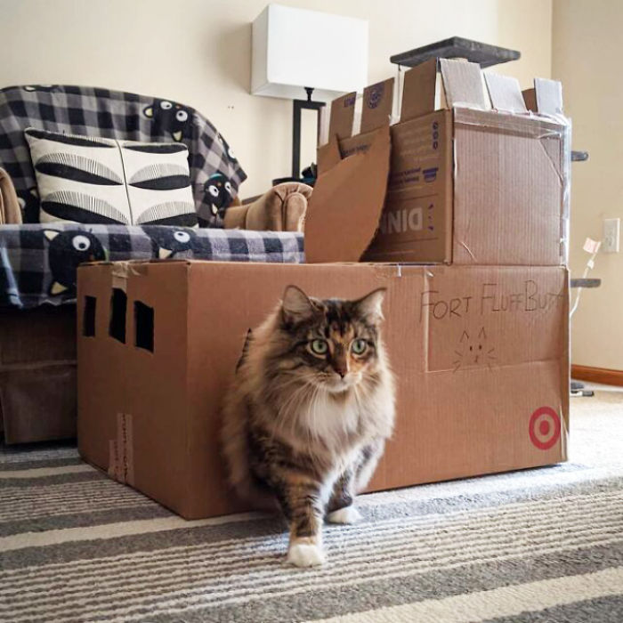 Cats-Cardboard-Forts