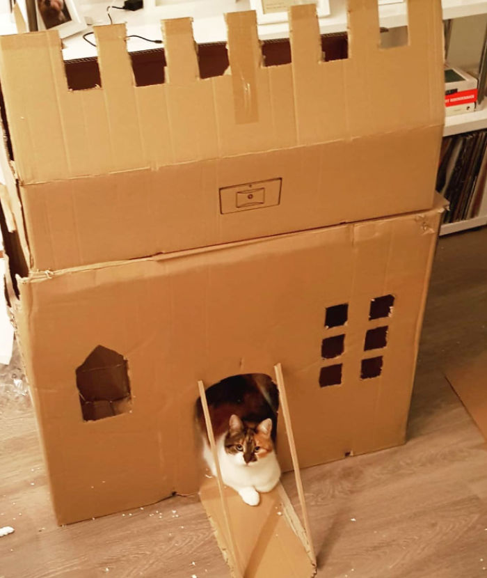 Cats-Cardboard-Forts