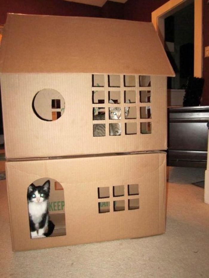 Two cats inside a handmade cardboard fort with cut-out windows and door, showcasing an ecological cardboard solution.