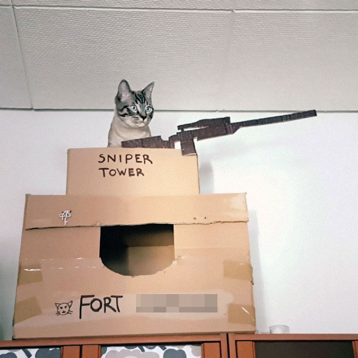 Cats-Cardboard-Forts
