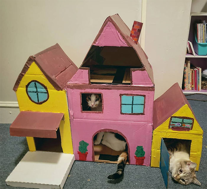 Cat inside a colorful cardboard fort made from recycled boxes, showcasing an eco-friendly DIY cat playhouse solution.