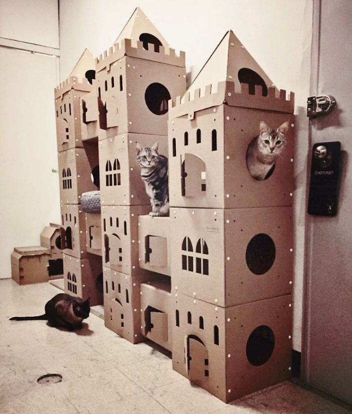 Cats exploring a large cardboard fort made from recycled boxes, offering an ecological solution for box reuse.