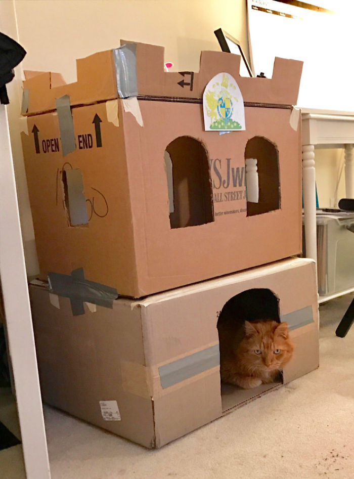 Cats-Cardboard-Forts