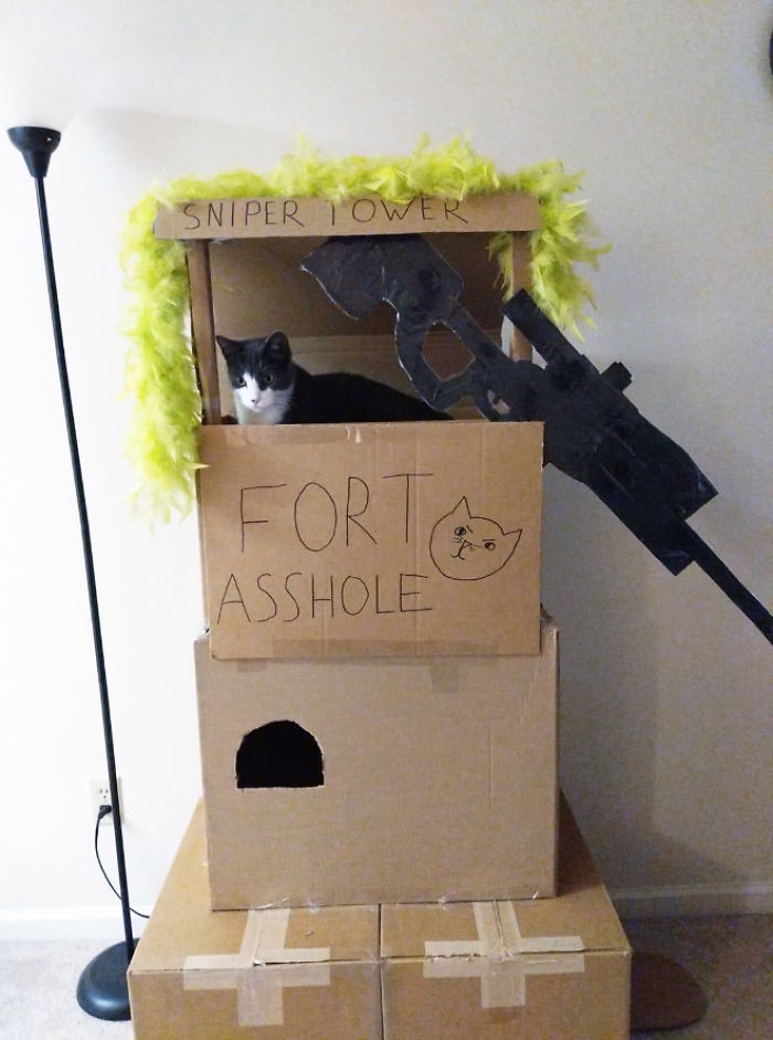Cats-Cardboard-Forts