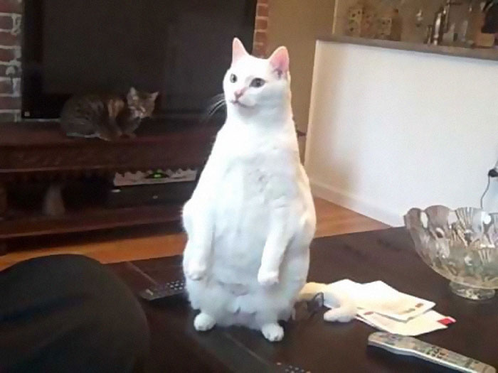 Cats-Standing-Like-Penguins