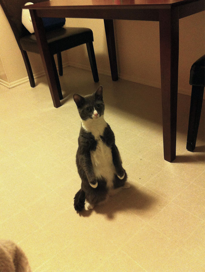 Cats-Standing-Like-Penguins