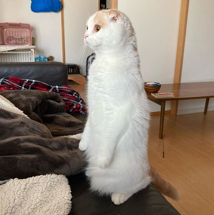 Cats-Standing-Like-Penguins