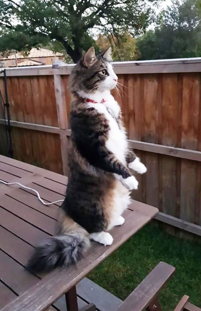 Cats-Standing-Like-Penguins