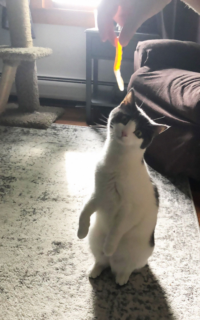 Cats-Standing-Like-Penguins