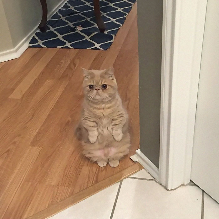 Cats-Standing-Like-Penguins