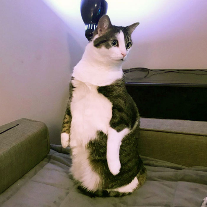 Cats-Standing-Like-Penguins