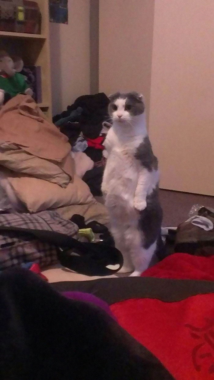 Cats-Standing-Like-Penguins
