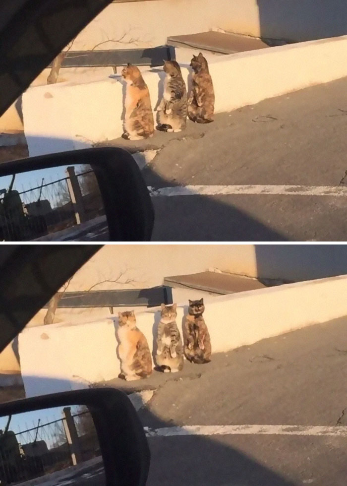 Cats-Standing-Like-Penguins