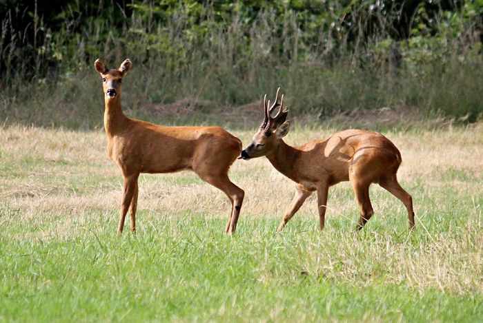 This Could Have Been A Half Decent Picture Then The Buck Did This As I Pressed The Button