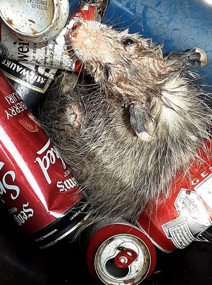 Found This Young Trash Boi Stuck In The Bottom Of A Bin, Just Baking In The Sun, Exausted, And Likely A Bit Tipsy Judging By His Trash Of Choice . I Tipped The Can So He Could Escape But He Was To Tired/Dehydrated To Leave . So Then I Scooted A Bowl Of Water In With A Stick . Thirsty Dude Gulped It Down, Chilled Another 10 Min, Perked Right Up N Wiggled His Weird Lil Butt To Whatever Gross Adventure Is Next.......absolutely Reeking Of Stale Beer And Bad Decisions
