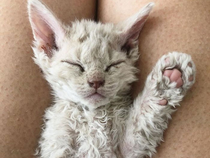 Estos gatos son muy diferentes de los que sueles ver (30 fotos)