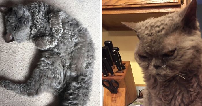 This Curly Haired 17-Year-Old Cat Looks Like He’s Seen Some Stuff