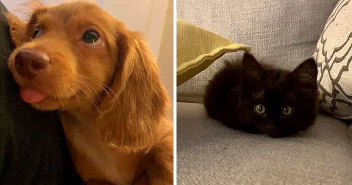 50 Most Wholesome Rescue Pet Photos Of The Month (August Edition)