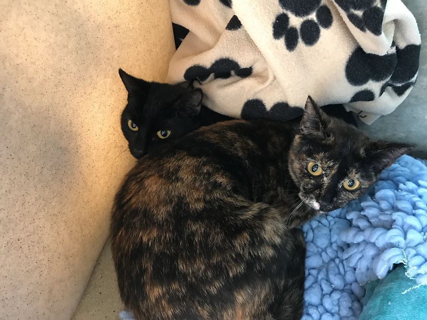 Pregnant Cat Is Abandoned In Woodlands, But Is Found By A Dog Walker And Gives Birth To Two Healthy Kittens Pregnant Cat Is Abandoned In Woodlands, But Is Found By A Dog Walker And Gives Birth To Two Healthy Kittens