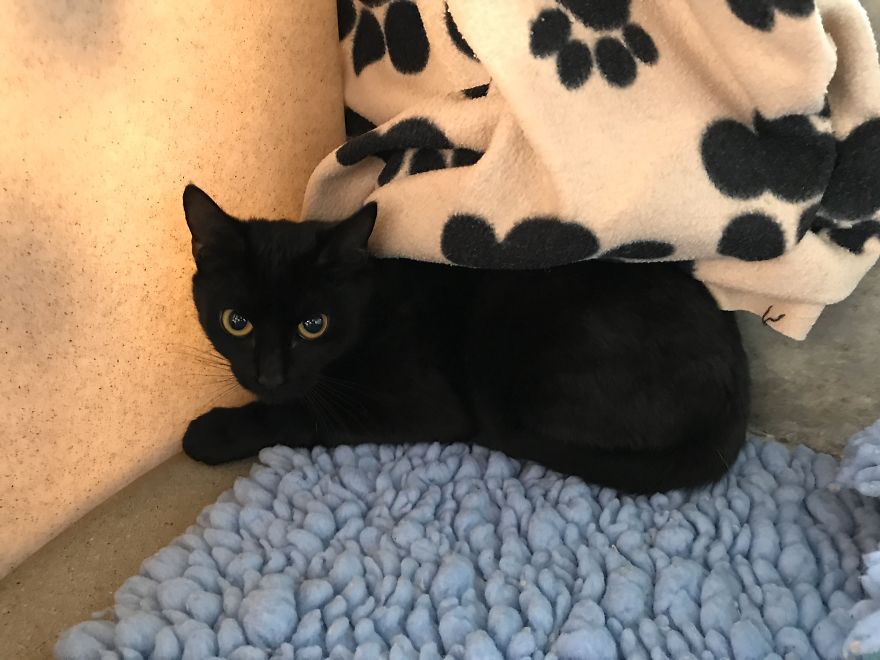 Pregnant Cat Is Abandoned In Woodlands, But Is Found By A Dog Walker And Gives Birth To Two Healthy Kittens