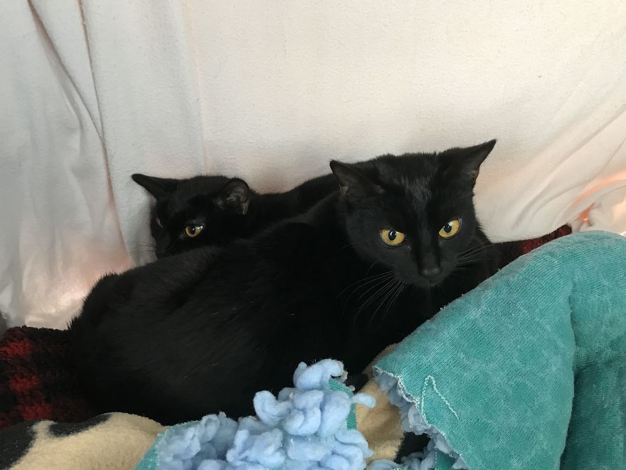 Pregnant Cat Is Abandoned In Woodlands, But Is Found By A Dog Walker And Gives Birth To Two Healthy Kittens