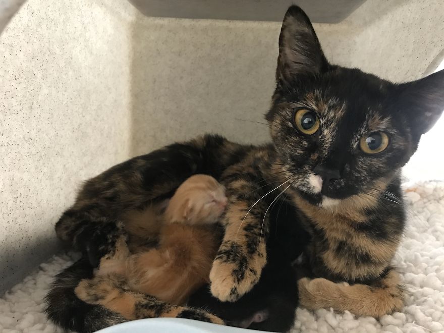 Pregnant Cat Is Abandoned In Woodlands, But Is Found By A Dog Walker And Gives Birth To Two Healthy Kittens Pregnant Cat Is Abandoned In Woodlands, But Is Found By A Dog Walker And Gives Birth To Two Healthy Kittens