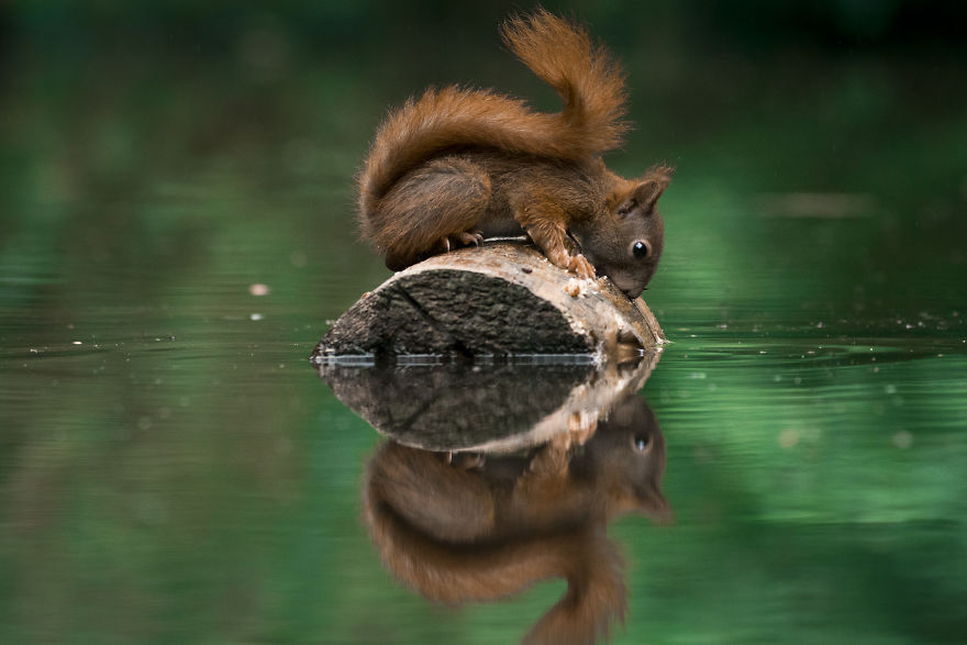 I Captured Squirrels Looking In The Water As If They Were Looking In The Mirror (14 Pics)