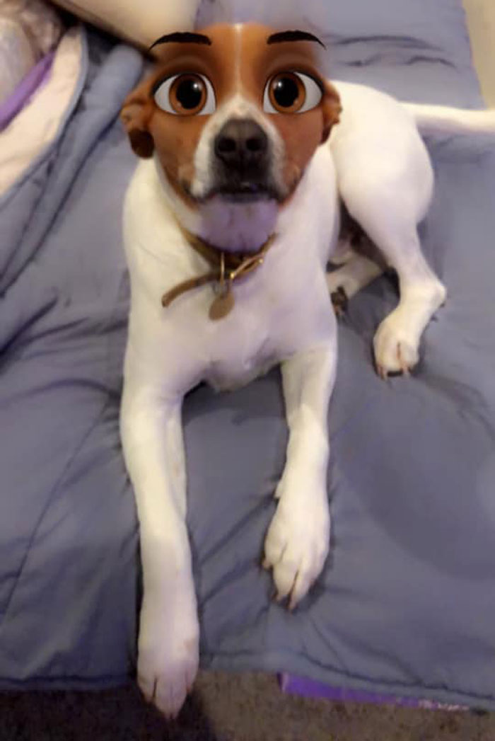 Dog-Disney-Snapchat-Filter