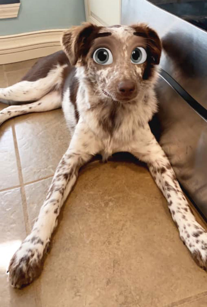 Dog-Disney-Snapchat-Filter