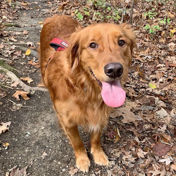 This Dog Shows His Dad How Proud He Is Of His Stick Collection