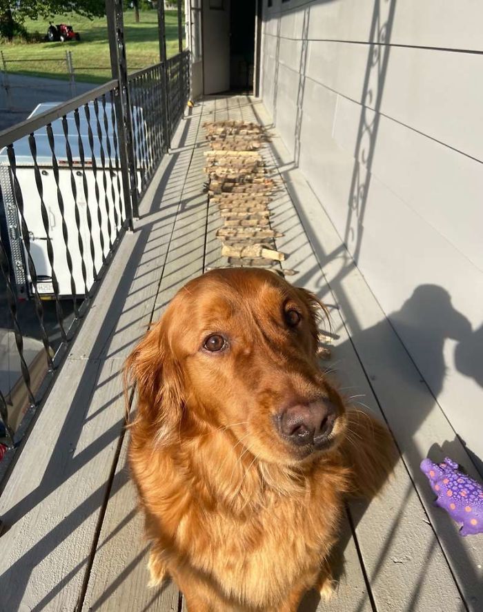 This Dog Shows His Dad How Proud He Is Of His Stick Collection