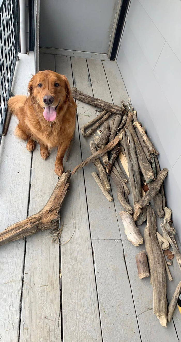 This Dog Shows His Dad How Proud He Is Of His Stick Collection This Dog Shows His Dad How Proud He Is Of His Stick Collection