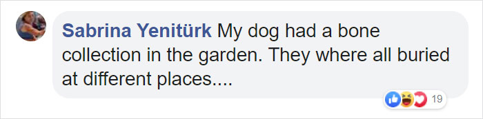 This Dog Shows His Dad How Proud He Is Of His Stick Collection