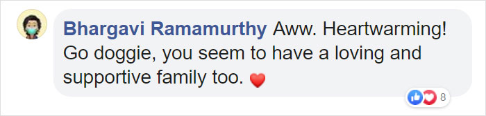 This Dog Shows His Dad How Proud He Is Of His Stick Collection This Dog Shows His Dad How Proud He Is Of His Stick Collection