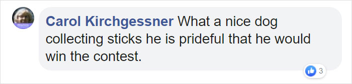 This Dog Shows His Dad How Proud He Is Of His Stick Collection