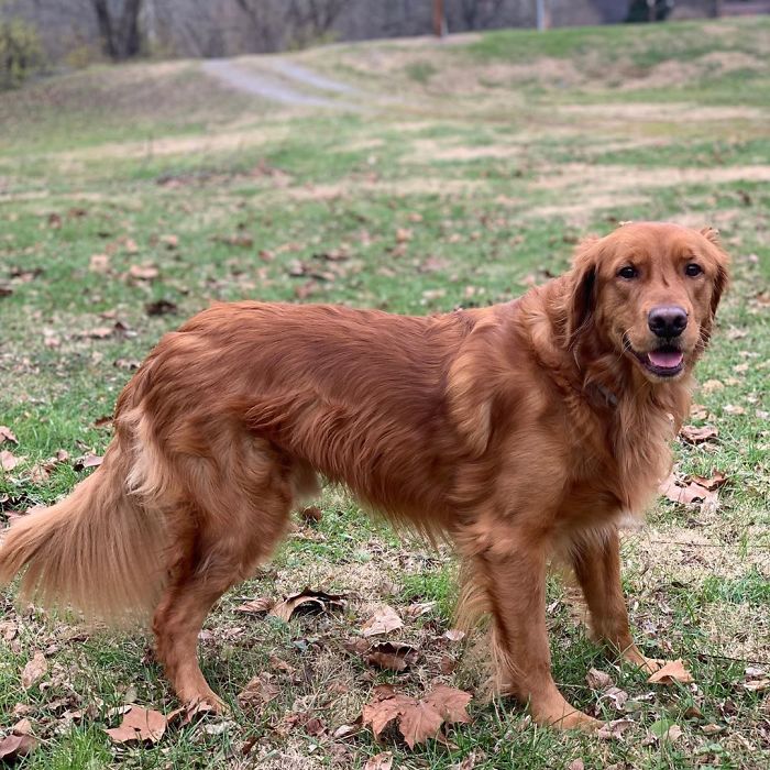 This Dog Shows His Dad How Proud He Is Of His Stick Collection
