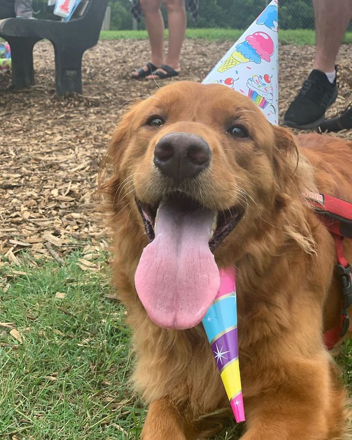 This Dog Shows His Dad How Proud He Is Of His Stick Collection