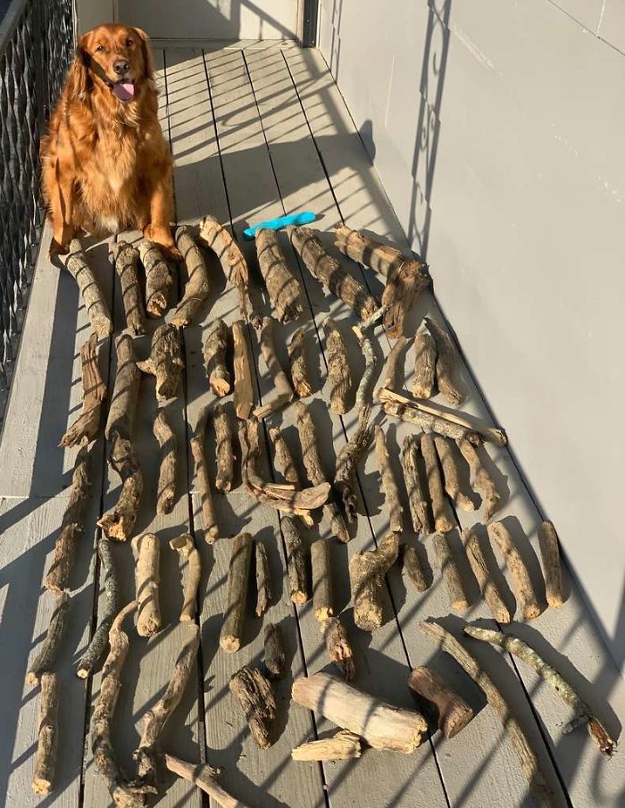 This Dog Shows His Dad How Proud He Is Of His Stick Collection This Dog Shows His Dad How Proud He Is Of His Stick Collection