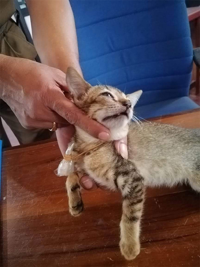 Cat Escapes From High-Security Prison Cell After Getting Caught Smuggling Drugs