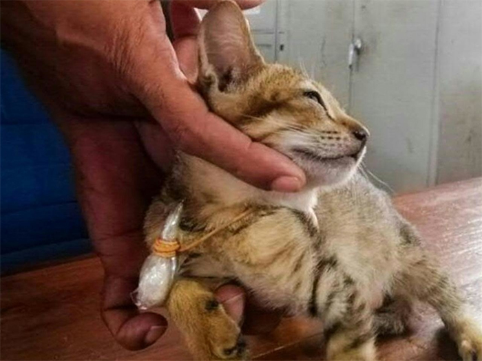 Cat Escapes From High-Security Prison Cell After Getting Caught Smuggling Drugs Cat Escapes From High-Security Prison Cell After Getting Caught Smuggling Drugs