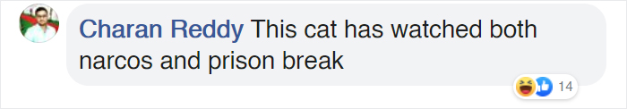 Cat Escapes From High-Security Prison Cell After Getting Caught Smuggling Drugs Cat Escapes From High-Security Prison Cell After Getting Caught Smuggling Drugs