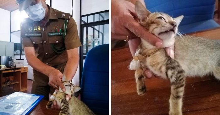 Cat Escapes From High-Security Prison Cell After Getting Caught Smuggling Drugs